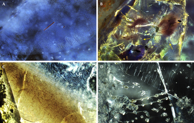 Figure 9. Solid inclusions in sapphires from Baw Mar. A: Reddish brown short rutile needles (identified by Raman) associated with a fluid fingerprint in sample BMS-025. B: Transparent, irregular-shaped, and colorless alkali feldspar (indicated by arrows) associated with brownish and platy dark green mica (magnesium biotite) in sample BMS-039. C: Three-directional sets of short, silk-like ilmenite needles in sample BMS-099 (identified by Raman). D: Arrays of zircon inclusions with tension halos and fractures in sample BMS-019, shown in oblique and darkfield illumination. Photomicrographs by Arkar Moe Myint; fields of view 0.87 mm (A), 1.66 mm (B and D), and 3.45 mm (C).
