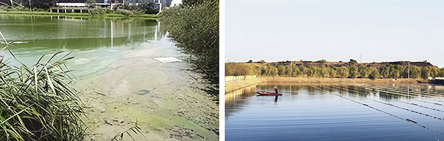 Figure 11. Transformation of a coal mining subsidence pond in the town of Taiping (Zoucheng, Shandong Province), before (left) and after ecological remediation with pearl mussel culturing (right). Courtesy of Zhejiang Qinghu Holdings Co., Ltd.