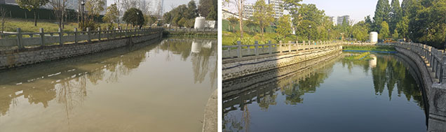 Figure 12. Xixinghou River in Binjiang District, Hangzhou. Left: Turbid water with low transparency before treatment. Right: After treatment, water quality is noticeably improved. Mussels are submerged using an automated lifting system and are not visible during normal operation. Courtesy of Zhejiang Qinghu Holdings Co., Ltd.