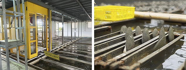 Figure 14. Industrialized ecological freshwater pearl culturing in Shanxiahu Town. Left: A greenhouse culturing environment. Right: Pearl mussels being cultured. Photos by Yalan Xu.