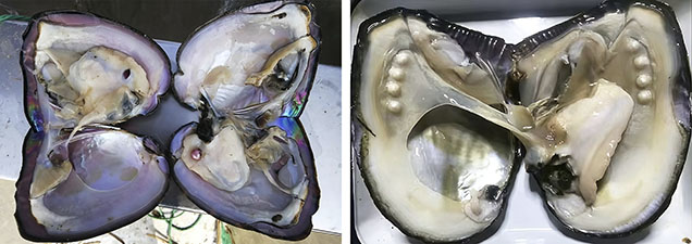 Figure 16. Selectively bred Hyriopsis cumingii mussels. Left: “Shen Zi No. 1” (11.43 × 17.05 cm), displaying the distinctive purple nacre characteristic of this line. Photo by Qishen Zhou. Right: “Shen Zhe No. 3,” showing multiple bead implantations (bead diameter ~5 mm) in the mantle tissue for BC pearl culturing. Photo from Gao et al. (2024).