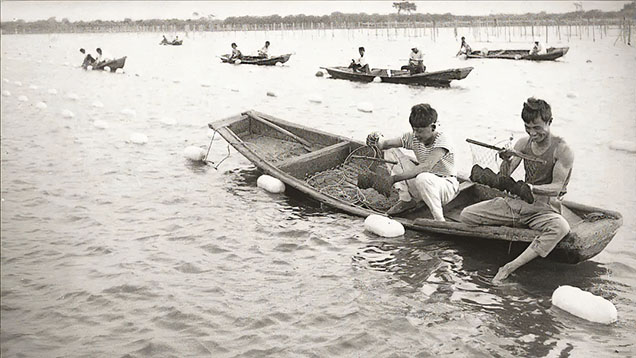 Figure 4. Operations at the Dahaiyang Pearl Farm in 1979 in Deqing County, Zhejiang Province. Photo from Zheng (2021).