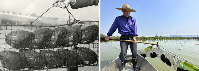 Figure 5. Top: Excessive stocking densities in a cage of Hyriopsis cumingii. Photo from Yang and Zhang (2016). Bottom: Standard practice includes maintaining 2–4 adult mussels per cage, as shown here in the village of Xinjucheng. Photo by Yalan Xu.