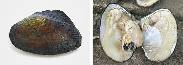 Figure 7. External morphology (left; 10.08 × 6.36 cm) and internal structure (right; 13.43 × 10.21 cm) of Hyriopsis cumingii. Photos by Qishen Zhou.