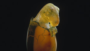 The Greeks called amber elektron, or “made by the sun.” Homer praised its bright glow. The Egyptians buried it in tombs for the afterlife. Today’s scientists value amber too: it provides a three-dimensional window into prehistoric ecosystems through the myriad animal and plant inclusions it contains.