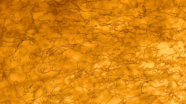 Thread-like inclusions of serpentine resembling an ancient text. Photomicrograph by Le Ngoc Nang; field of view 2.50 mm. Thread-like inclusions of serpentine resembling an ancient text. Photomicrograph by Le Ngoc Nang; field of view 2.50 mm.