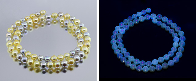 Fluorescence reaction of non-bleached and non-brightened akoya Fluorescence reaction of non-bleached and non-brightened akoya