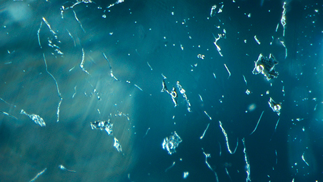 Figure 1. Immiscible two-phase fluid inclusions in a 0.48 ct Paraíba tourmaline. All circular phases were identified as gaseous CO<sub>2</sub> by confocal Raman spectroscopy. Photomicrograph by Kazuko Saruwatari; field of view 1.10 mm. Figure 1. Immiscible two-phase fluid inclusions in a 0.48 ct Paraíba tourmaline. All circular phases were identified as gaseous CO<sub>2</sub> by confocal Raman spectroscopy. Photomicrograph by Kazuko Saruwatari; field of view 1.10 mm.