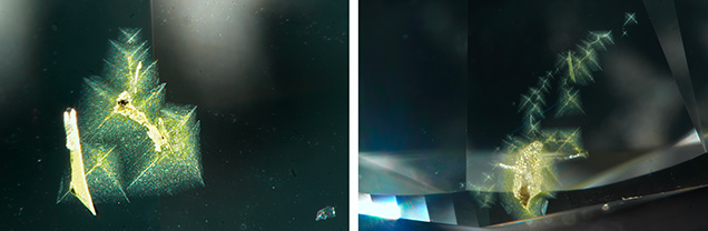 Figure 1. Viewed through the pavilion, trails of starburst-patterned clouds were observed in patches near the girdle in a 2.50 ct diamond; in the center of each cloud were more intensely colored particles appearing to form a cross pattern. Photomicrographs by Forozan Zandi; fields of view 1.26 mm (left) and 2.34 mm (right). Figure 1. Viewed through the pavilion, trails of starburst-patterned clouds were observed in patches near the girdle in a 2.50 ct diamond; in the center of each cloud were more intensely colored particles appearing to form a cross pattern. Photomicrographs by Forozan Zandi; fields of view 1.26 mm (left) and 2.34 mm (right).