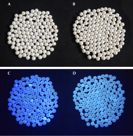 Fluorescence reaction of optically brightened akoya cultured pearls Fluorescence reaction of optically brightened akoya cultured pearls