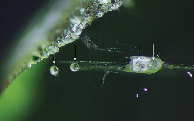 Laser spots from LA-ICP-MS analysis of a Pyaung-Gaung peridot Laser spots from LA-ICP-MS analysis of a Pyaung-Gaung peridot
