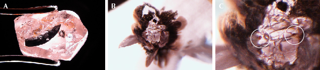 Figure 3. An inclusion-bearing pink superdeep diamond. The largest inclusion is a two-phase mixture dominated by colorless breyite (CaSiO<sub>3</sub>) and small spots of brown perovskite (CaTiO<sub>3</sub>), the latter circled in image C. The inclusion is surrounded by graphitized fractures that appear black. The original rough weight was 1.37 ct, before windows were polished to examine the inclusions. Photos by Evan M. Smith; fields of view 14.52 mm (A), 1.42 mm (B), and 0.50 mm (C).