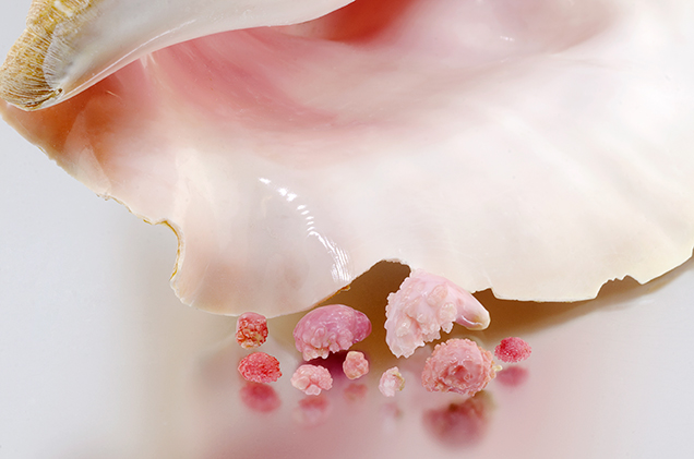 Pink “rosebud” conch pearls. Pink “rosebud” conch pearls.