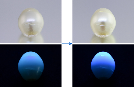 Fluorescence reaction of white South Sea cultured pearl Fluorescence reaction of white South Sea cultured pearl