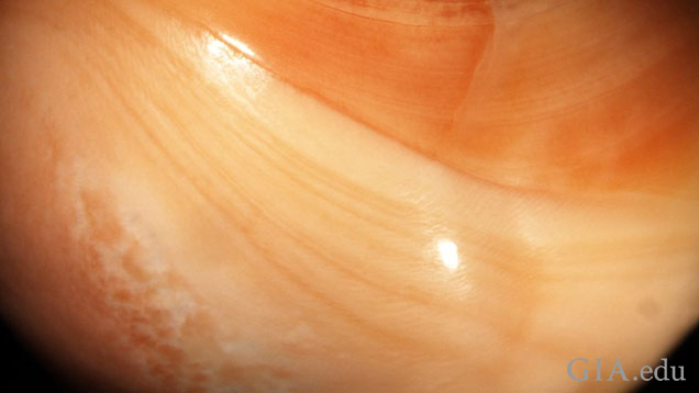 Figure: 2 - The clear banding present throughout most of the pearl. This was very directional and this orientation shows it the best. Photomicrograph: Pantaree Lomthong. Magnified 7.5x.