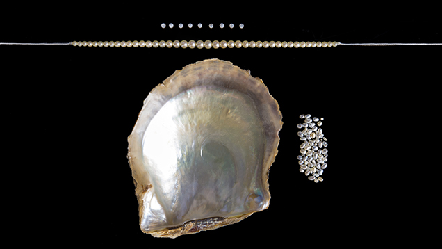 Strand of small akoya bead-cultured pearls. Strand of small akoya bead-cultured pearls.