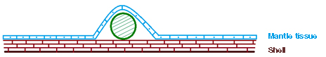 珠核