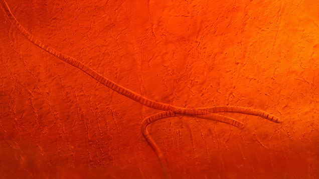 Near-colorless heulandite crystals resembling worms in an Ethiopian opal exhibiting play-of-color. Photomicrograph by Bawornluk Keeratithanarut; field of view 2.88 mm.
