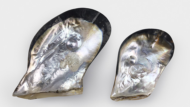 Cultured half-pearls from Pteria penguin mollusks