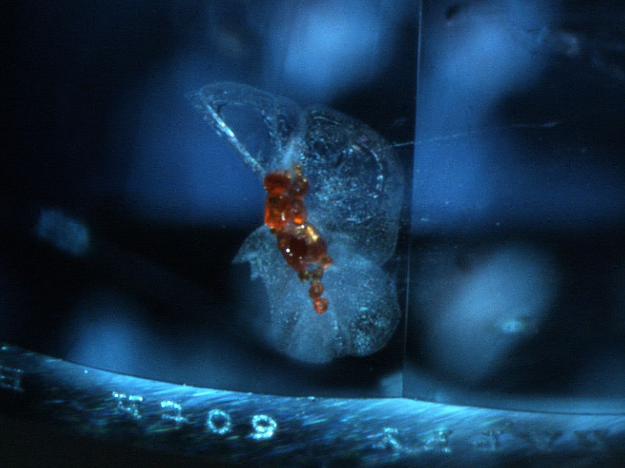 Photomicrograph of [stone name]