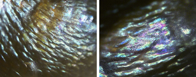 Figure 2. An iridescent wavy pattern and an overlapping nacre platelet structure (center part of the right image) were observed on the freshwater nacreous pearl. Photomicrographs by Wing Kiu Fan; field of view 4.00 mm (left) and 3.00 mm (right).