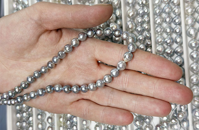 Figure 3. Vietnamese akoya bead cultured pearls in various colors ranging from silver to light gray to light bluish gray. The pearls were said to be unprocessed and untreated. Photo by Lisa Kennedy; courtesy of Eliko Pearl Company.