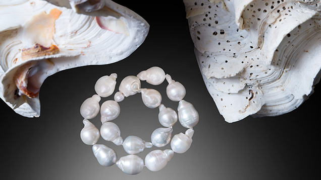 Figure 1. A strand of baroque-shaped freshwater bead cultured pearls shown with two Tridacna-species mollusk shells from GIA’s shell reference collection. Each sample weighs approximately 20 ct, ranging from 16.73 × 12.58 × 12.49 mm to 18.98 × 13.53 × 13.43 mm. Photo by Nuttapol Kitdee.