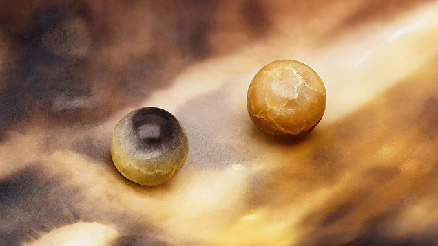 Figure 1. Two pen pearls from Bahrain displayed on a pen shell originating from the same waters. Both the shell and the pearls exhibit a similar color pattern. Pearl A measures 4.65 × 4.25 mm and weighs 0.65 ct (left); Pearl B measures 4.86 × 4.34 mm and weighs 0.73 ct (right). Photo by Gaurav Bera.