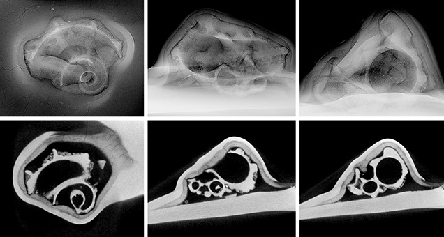 Figure 3. Top row, left to right: RTX images of the face, the right side, and the length or thickest direction reveal a prominent gastropod shell measuring approximately 8.30 × 5.75 mm within the shell blister. Bottom row: μ-CT images show the structures for the same three directions and provide even clearer details of the entombed gastropod.