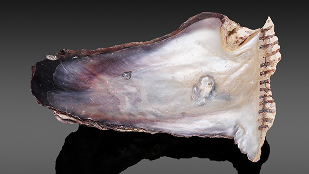 Figure 1. Isognomon isognomon shell and blister. The shell measures approximately 107.76 × 72.39 mm. Photo by Gaurav Bera.