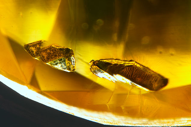 HPHT-grown synthetic diamond