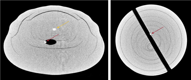 Figure 3. Left: μ-CT image showing the metallic core (yellow arrow) and the small metal feature crossing the boundary of the drill hole (red arrow). Right: μ-CT image showing only the metal feature protruding from a nacreous area in the drill hole (red arrow).