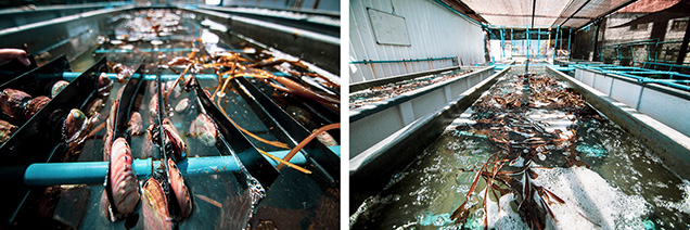 Figure 2. Abalone mollusks were grown in an aquaculture recirculation system in eight raceways of 5000 liters. A local kelp species (shown on the right) was used to feed the mollusks twice per week. Photos courtesy of Jorge Donoso Mena.