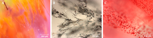 This multi-colored quartz features golden “broom-like,” horsetail-like, and platelet inclusions.
