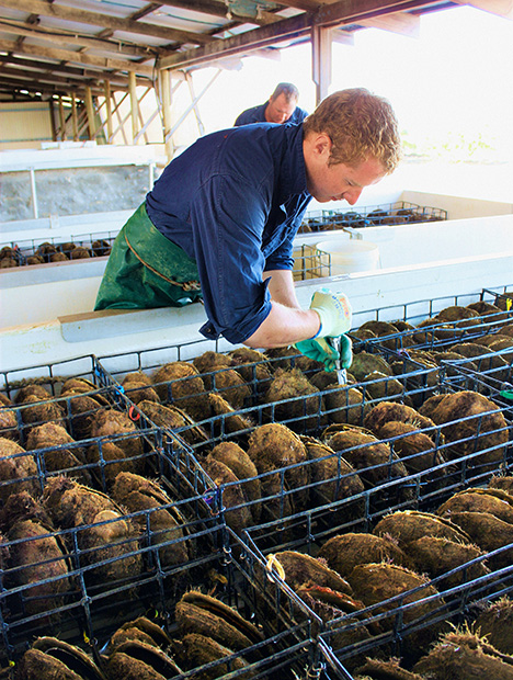 Figure 2. The pearl oysters are partially opened to allow seeding. Photo courtesy of Pearls of Australia: Cygnet Bay Pearl Farm, Western Australia.
