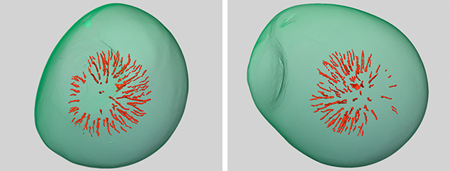 Figure 3. The 3D models generated using μ-CT scans show the acicular feature in red resembling a lily pad with a small core at the center, while the green area represents the pearl’s growth structure.