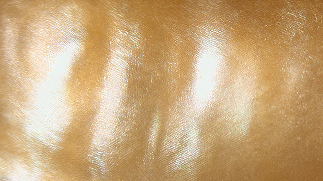 Figure 2. A linear-looking nacre is characteristic of nacreous Pinna or pen pearls from the Pinnidae family. Photomicrograph by Artitaya Homkrajae; field of view 3.68 mm.