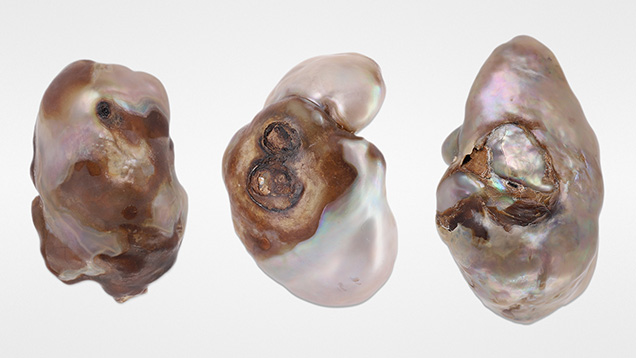 Figure 1. Left to right: Three large nacreous pearls weighing 24.47 ct (pearl 1), 36.58 ct (pearl 2), and 36.70 ct (pearl 3). Photo by Gaurav Bera.