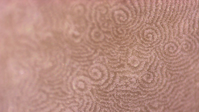 Figure 3. Spiral patterns formed by the platy layers of aragonite (nacre) observed on the surface. Photomicrograph by Lubna Sahani; field of view 1.44 mm.