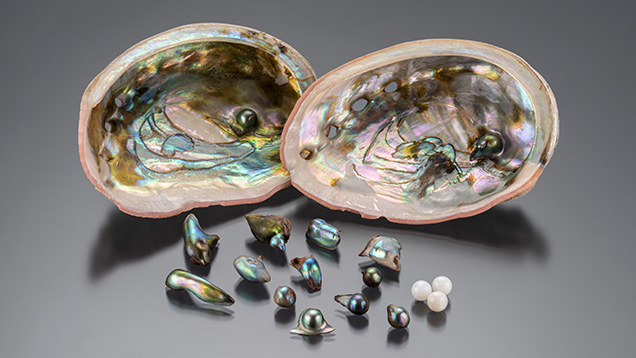 Figure 1. Twelve Chilean abalone cultured pearls and two red abalone (Haliotis rufescens) shells with attached cultured shell blisters, as well as three 7 mm traditional freshwater shell bead nuclei used to culture the pearls. Photo by Emily Lane.