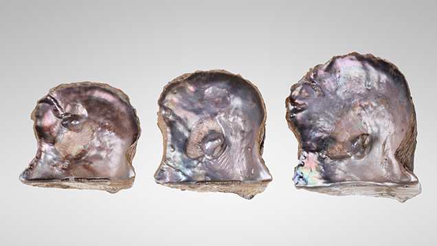Figure 1. These three Pteria sterna shells each have a visible protuberance, measuring approximately 20.22 × 13.78 × 13.55 mm, 23.49 × 19.06 × 15.62 mm, and 24.88 × 17.03 × 12.23 mm, respectively. Photo by Gaurav Bera.