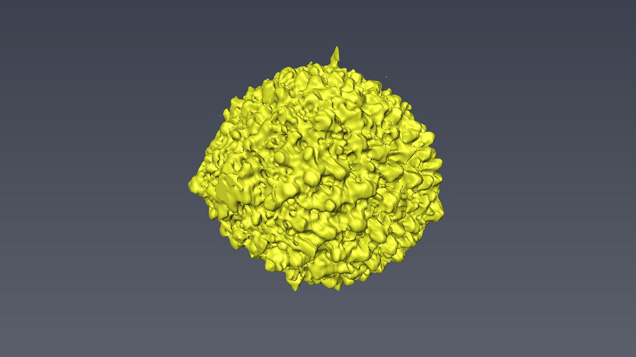 3-D image of a foraminifera structure within pearl