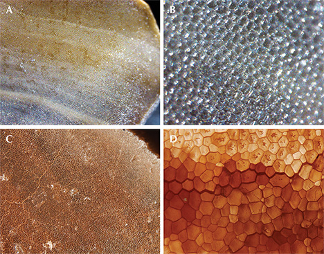 Figure 2. Photomicrographs show graduated cellular structures from the natural shell blister examined in the Mumbai laboratory (A and B; fields of view 4 mm and 3 mm, respectively) compared to those from a known Pinnidae shell from GIA’s Bangkok laboratory (C and D; fields of view 4 mm and 3 mm, respectively). Photomicrographs by Jayesh Surve (A and B) and Nicholas Sturman (C and D).