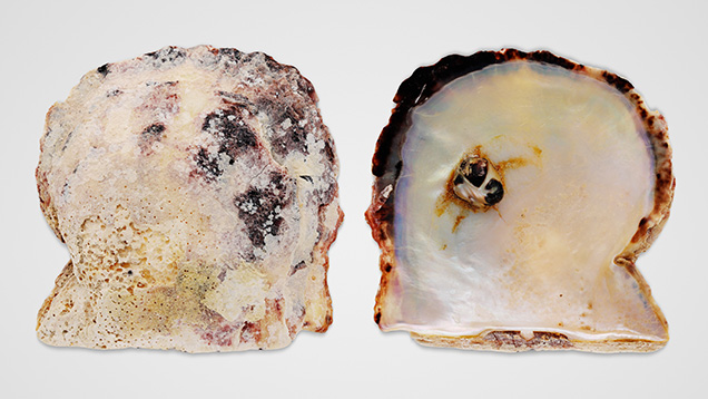Figure 1. Pinctada radiata shell with a natural blister pearl measuring approximately 11.39 × 9.31 × 8.69 mm. Photo by Gaurav Bera.