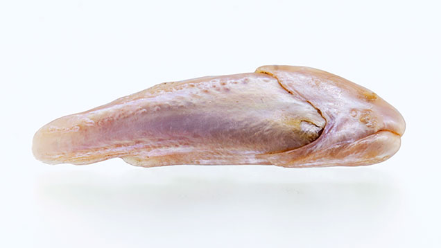 Natural freshwater pearl with form of a fish.