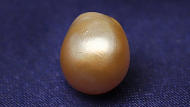 Figure 1. The orangy yellow pearl weighing 4.14 ct and measuring 9.51 × 8.43 × 7.51 mm. Photo by Gaurav Bera.