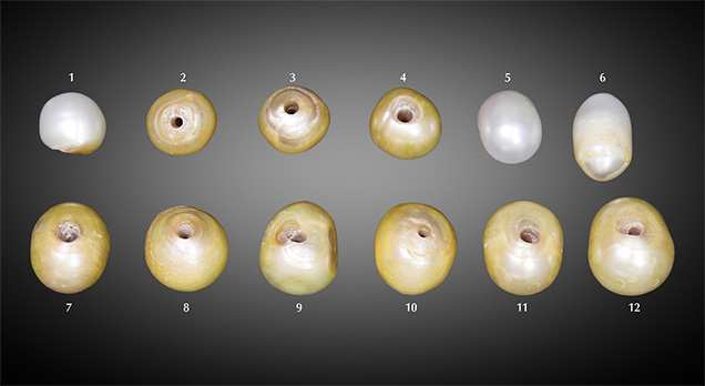 Figure 1. A group of 12 pearls ranging from 7.38 × 6.49 × 6.05 mm to 10.61 × 9.05 × 8.05 mm and weighing 44.37 carats total. Photo by Jayesh Surve.