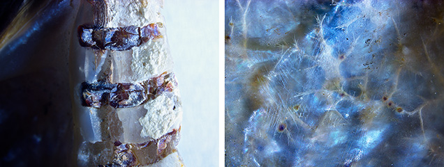 Figure 2. Left: Dark brown rows of notch-like features observed on the hinge of the shell. Right: A whitish subsurface dendritic network of parasite channels. Photomicrographs by Prasad Mane; fields of view 16.3 mm (left) and 6.1 mm (right).