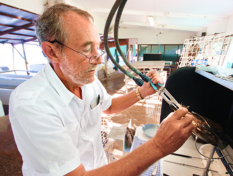 Figure 3. Seeding Pinctada maxima pearl shell. Photo courtesy of Pearls of Australia: Cygnet Bay Pearl Farm, Western Australia.