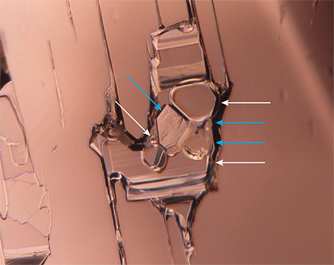 Figure 2. Close-up view distinctively pointing out the locations of the crystals (blue arrows) and gas bubbles (white arrows). Photomicrograph by Jamie Price.